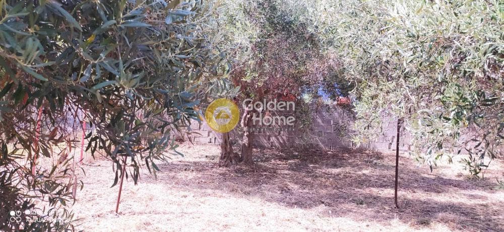 Μονοκατοικία στην Λαφύστι, Λιβαδειά — Φωτογραφία 23 από 26