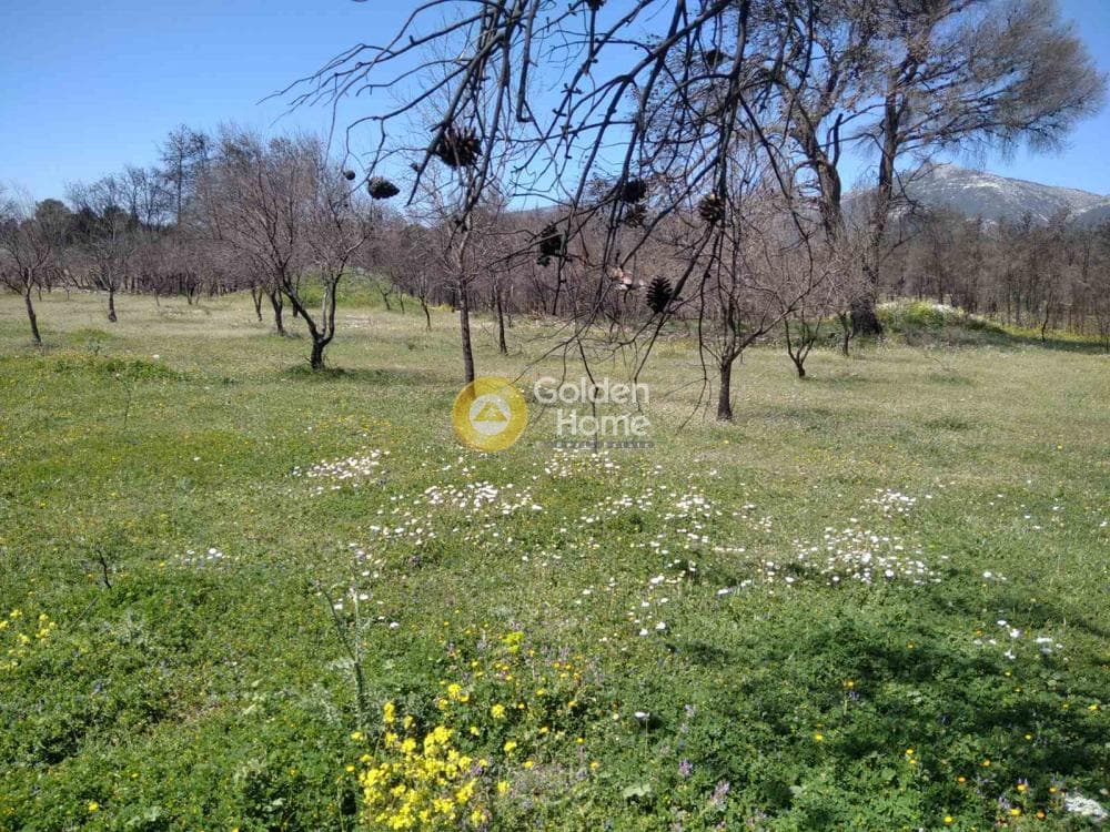 Αγροτεμάχιο στην Βαρυμπόμπη, Κρυονέρι — Φωτογραφία 3 από 5