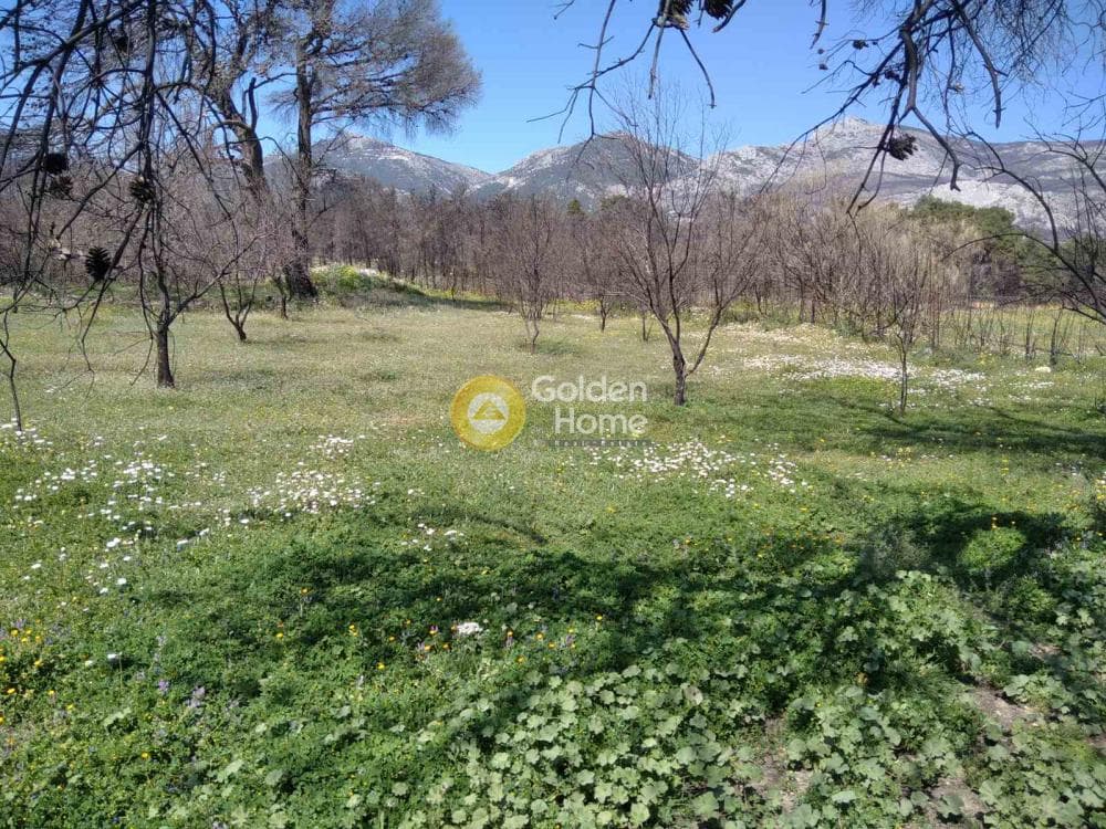Αγροτεμάχιο στην Βαρυμπόμπη, Κρυονέρι — Φωτογραφία 4 από 5
