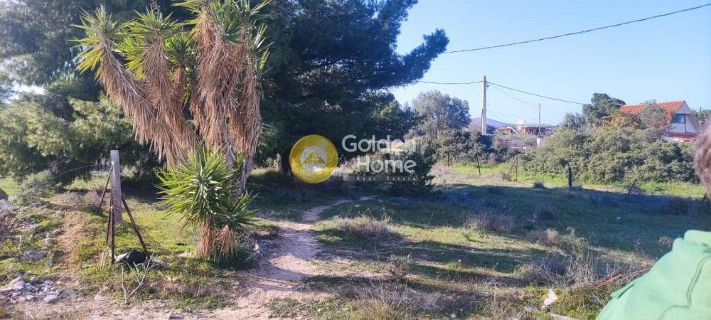 Αγροτεμάχιο στην Άγιος Σεραφείμ, Αρτέμιδα (Λούτσα) — Φωτογραφία 3 από 4