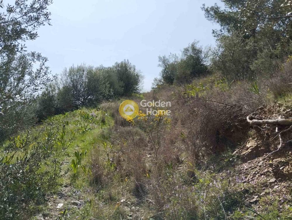 Building Plot in Perani, Salamina — Photo 10 of 14