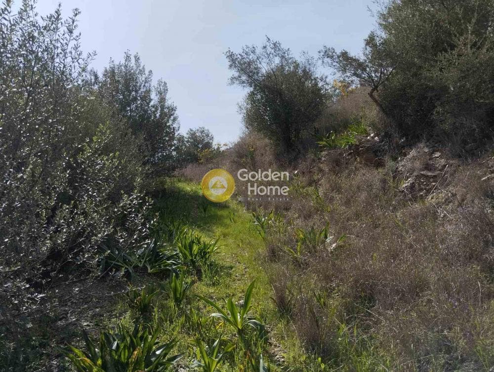 Building Plot in Perani, Salamina — Photo 13 of 14