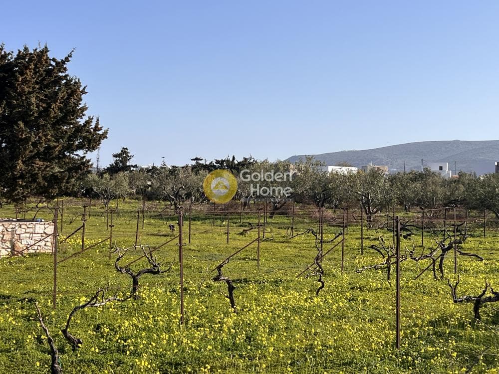 Αγροτεμάχιο στην Κάμπος, Πάρος — Φωτογραφία 2 από 13