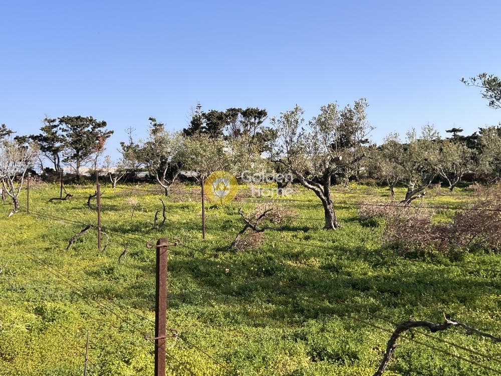 Αγροτεμάχιο στην Κάμπος, Πάρος — Φωτογραφία 6 από 13