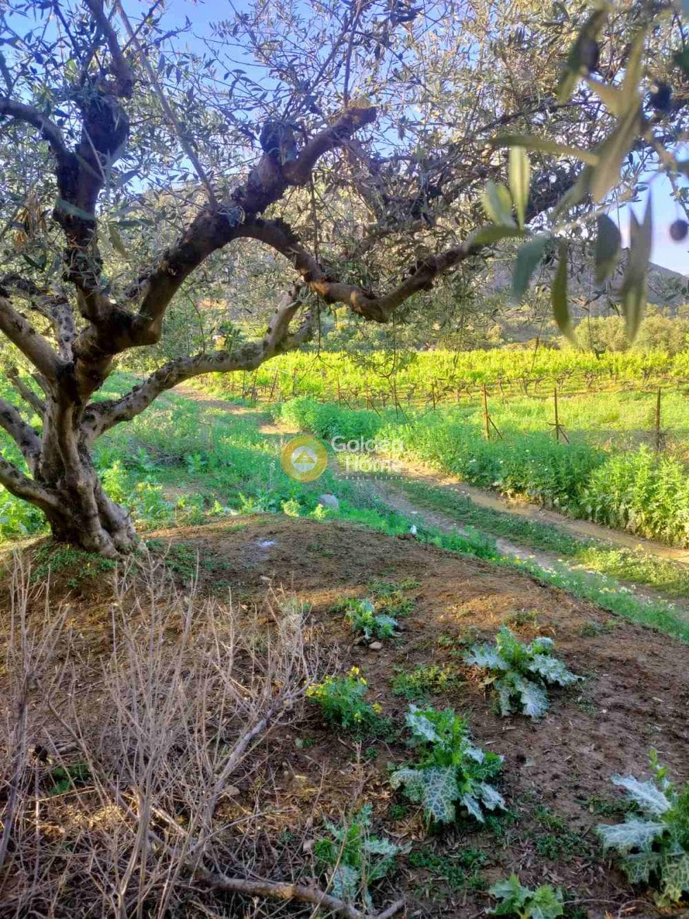 Building Plot in Profitis Ilias, Archanes — Photo 4 of 7