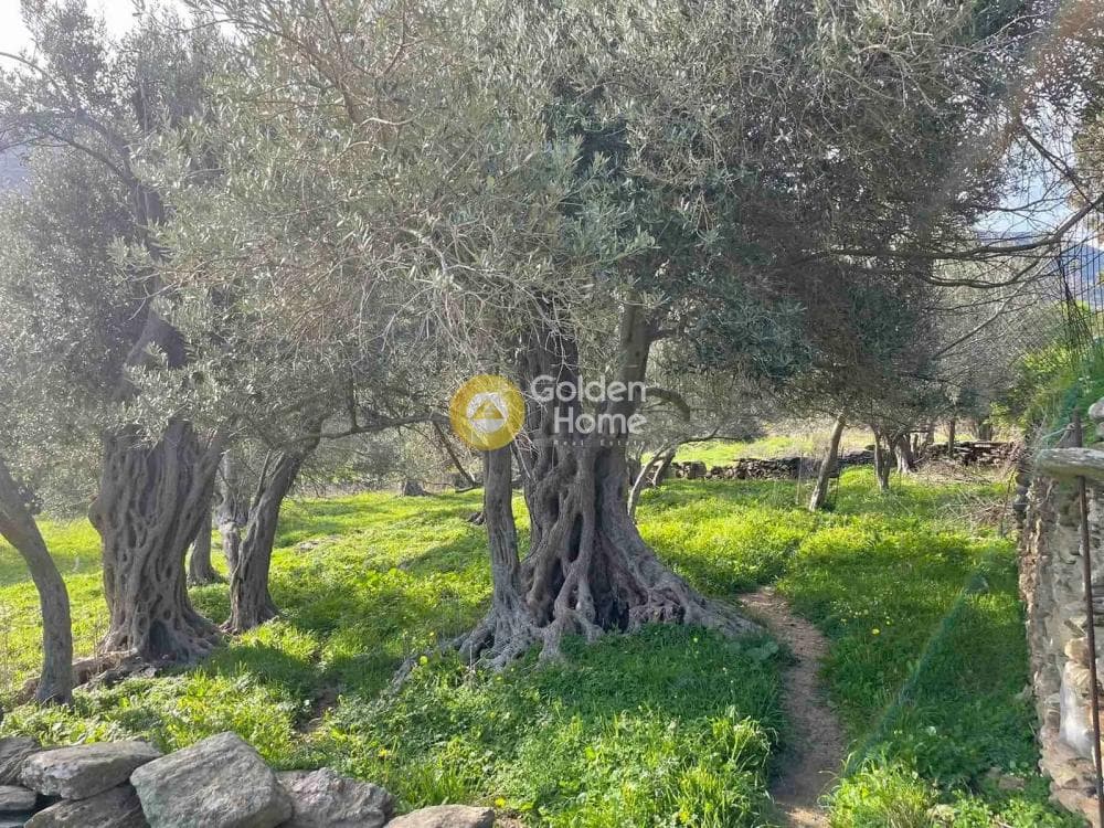 Αγροτεμάχιο στην Λιβάδια, Άνδρος — Φωτογραφία 1 από 11