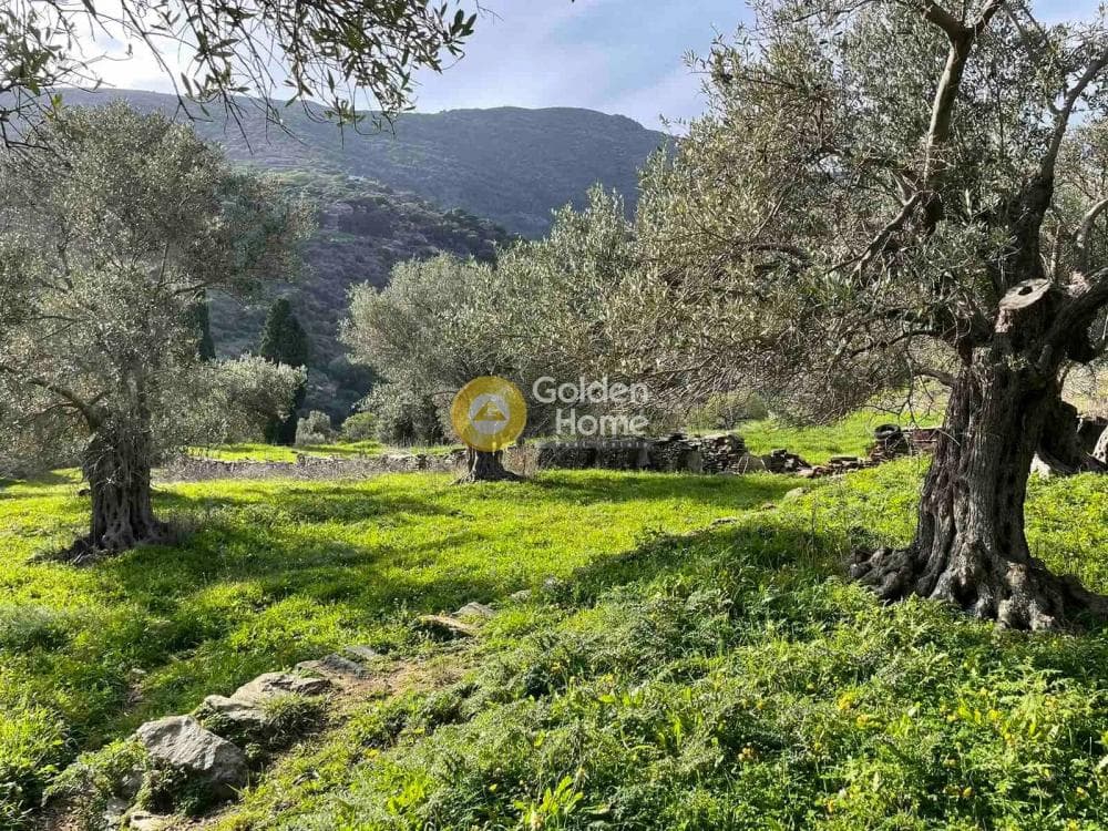 Αγροτεμάχιο στην Λιβάδια, Άνδρος — Φωτογραφία 9 από 11
