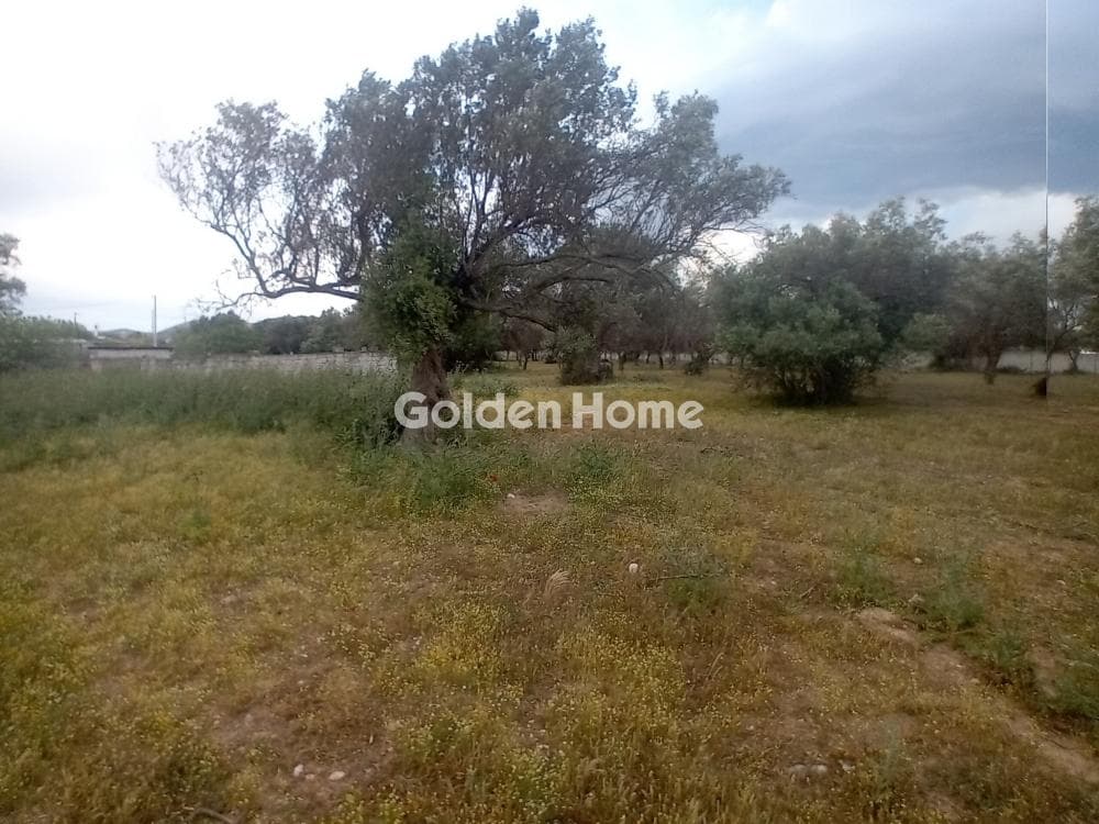 Parcel in Kefleika, Kalivia Thorikou — Photo 4 of 11