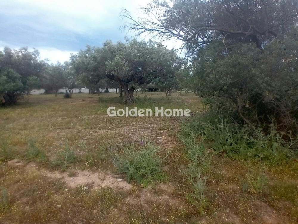Parcel in Kefleika, Kalivia Thorikou — Photo 7 of 11