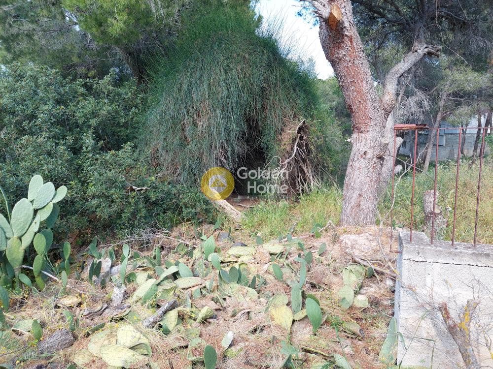 Parcel in Ikismos Aiolos, Rafina — Photo 4 of 13