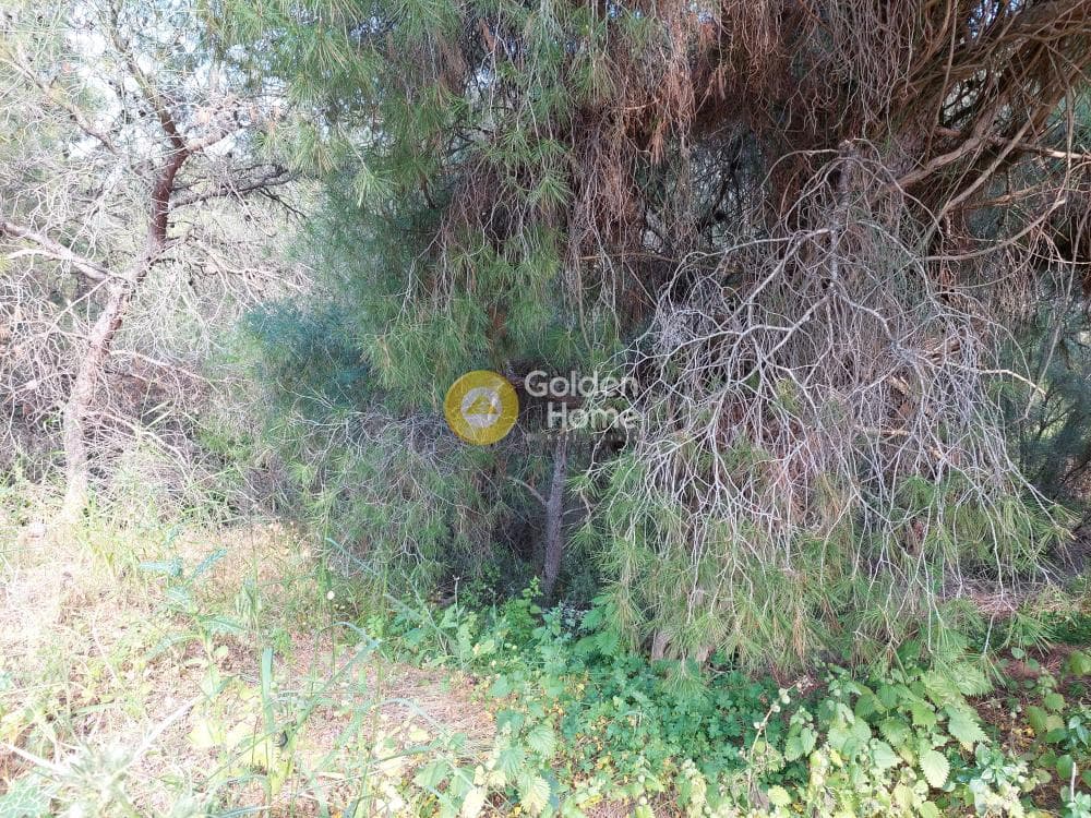 Parcel in Ikismos Aiolos, Rafina — Photo 5 of 13