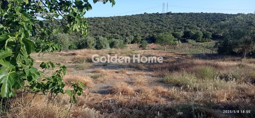 Parcel in Lamprika, Koropi — Photo 2 of 3