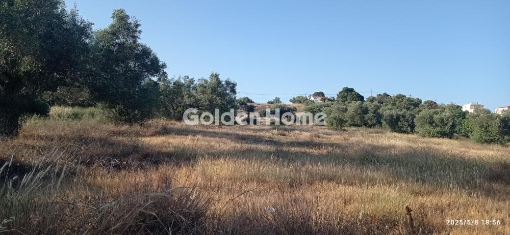 Parcel in Lamprika, Koropi — Photo 3 of 3