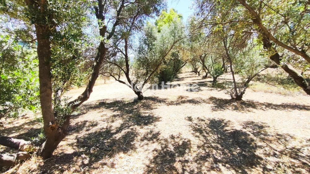 Αγροτεμάχιο στην Κάτω Χαρβάτι, Παλλήνη — Φωτογραφία 6 από 8