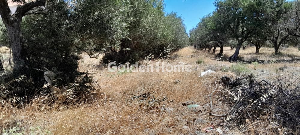 Αγροτεμάχιο στην Μεγάλα Σχοινία Α, Αχαρνές — Φωτογραφία 3 από 6