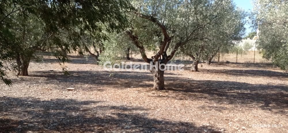 Building Plot in Agia Marina, Koropi — Photo 1 of 4