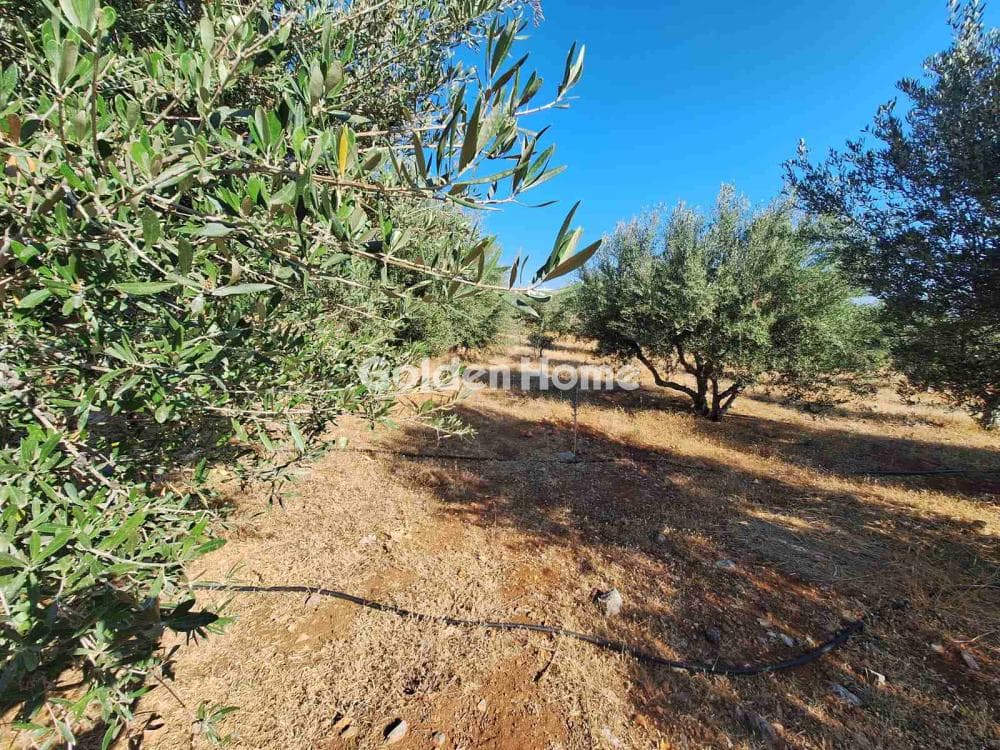 Building Plot in Center, Mallia — Photo 5 of 17