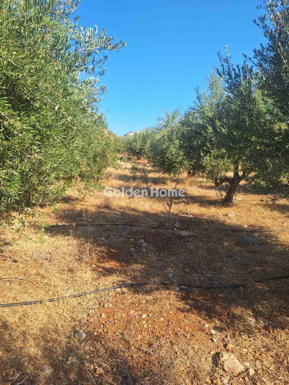 Building Plot in Center, Mallia — Photo 6 of 17