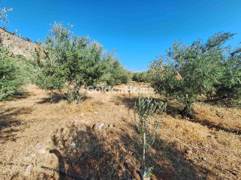 Building Plot in Center, Mallia — Photo 12 of 17