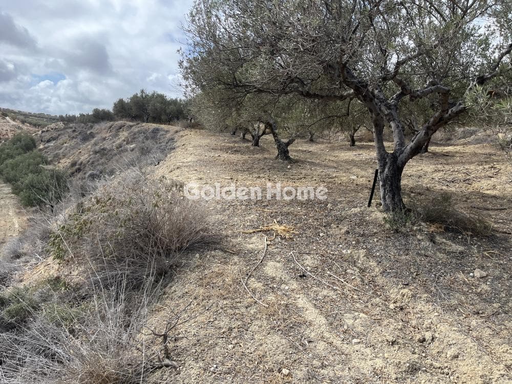 Building Plot in Elia, Episkopi — Photo 7 of 13