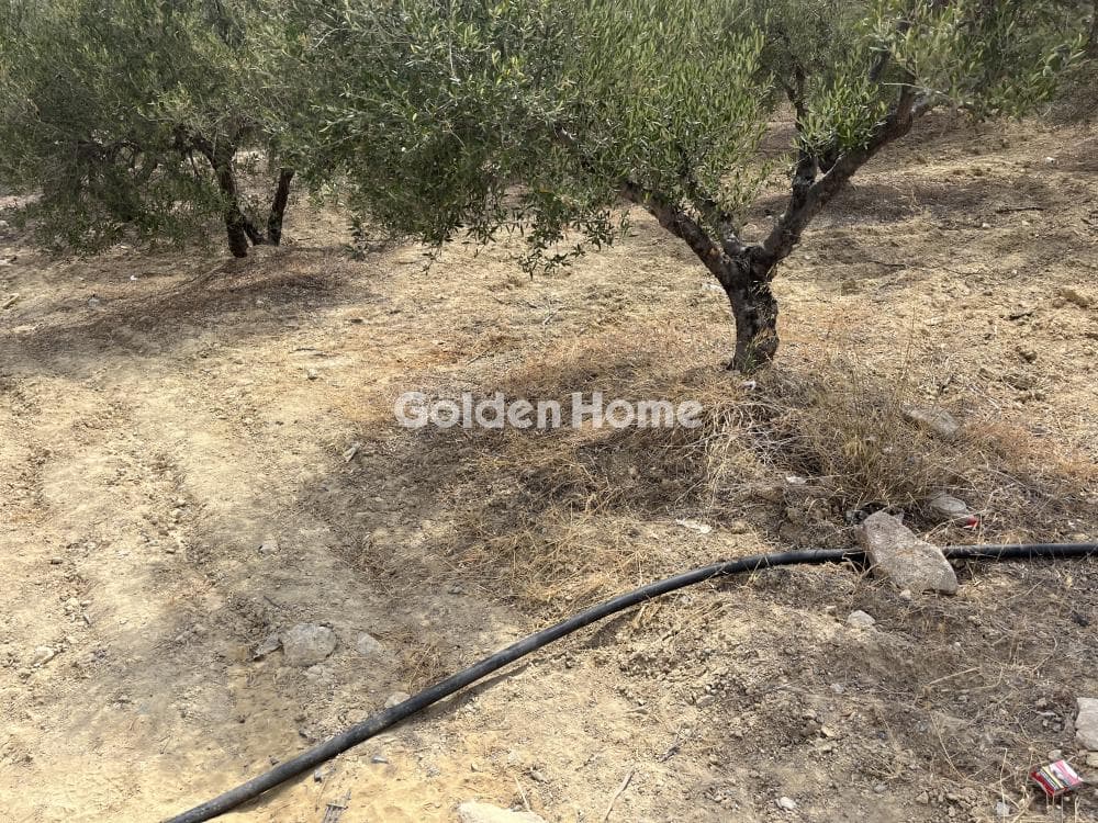 Building Plot in Elia, Episkopi — Photo 4 of 12