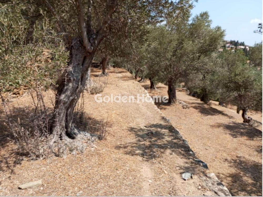Οικόπεδο στην Λάμυρα, Άνδρος — Φωτογραφία 2 από 4