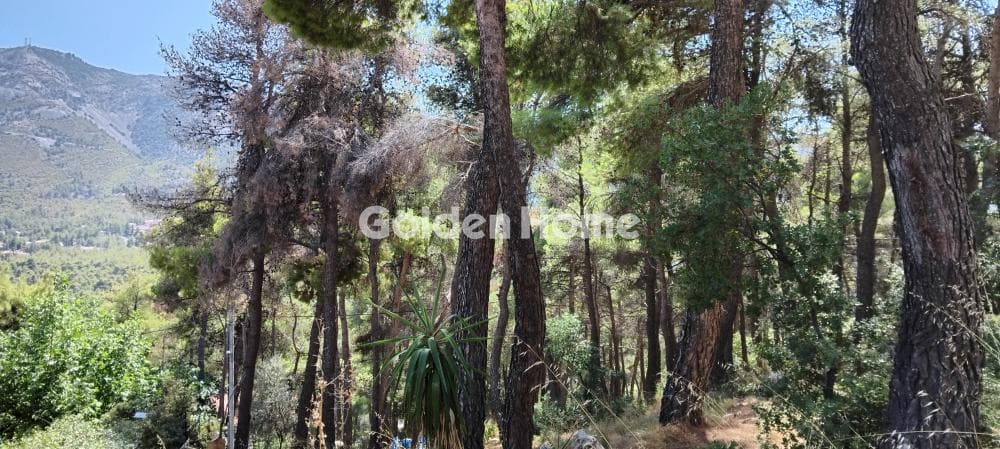 Building Plot in Rodopoli, Rodopoli — Photo 2 of 8