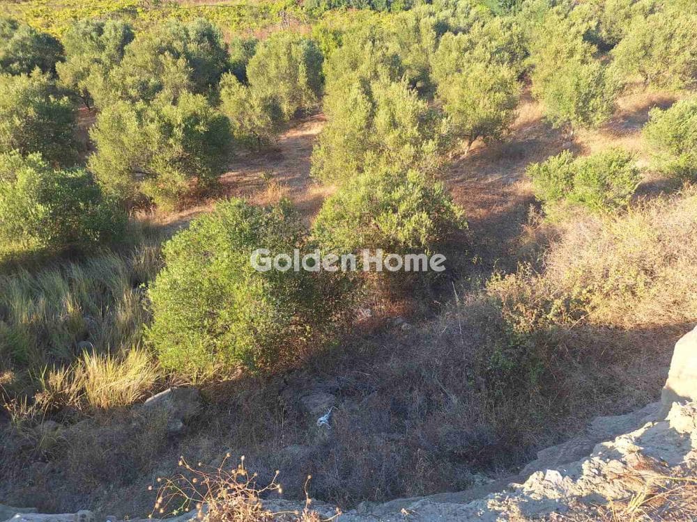 Οικόπεδο στην Δαφνές, Τετραχώρι — Φωτογραφία 5 από 6