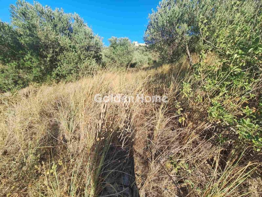 Οικόπεδο στην Δαφνές, Τετραχώρι — Φωτογραφία 6 από 6