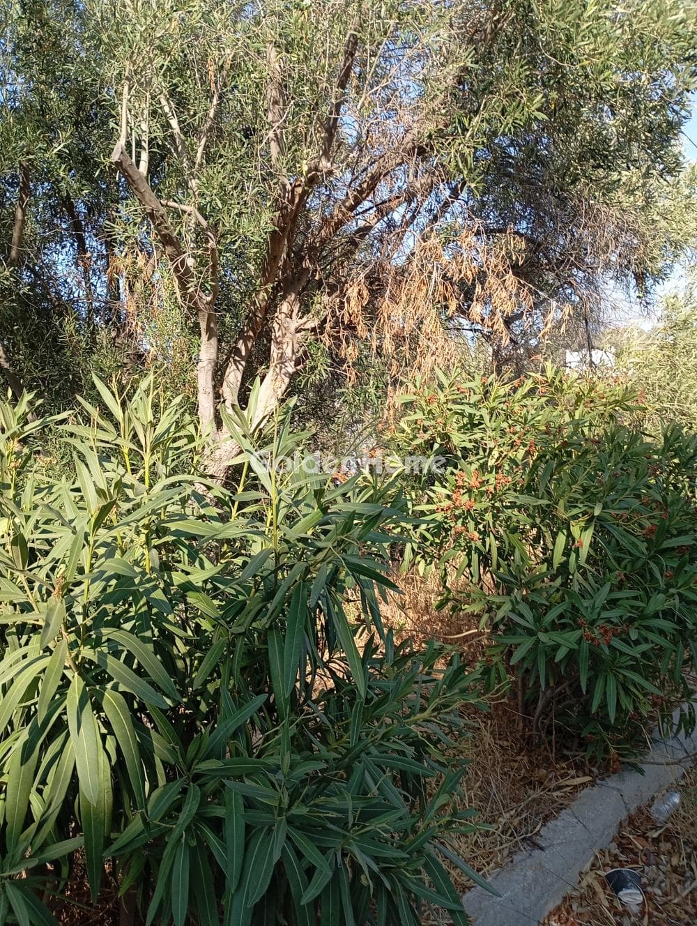 Building Plot in Mple Limanaki, Rafina — Photo 1 of 3
