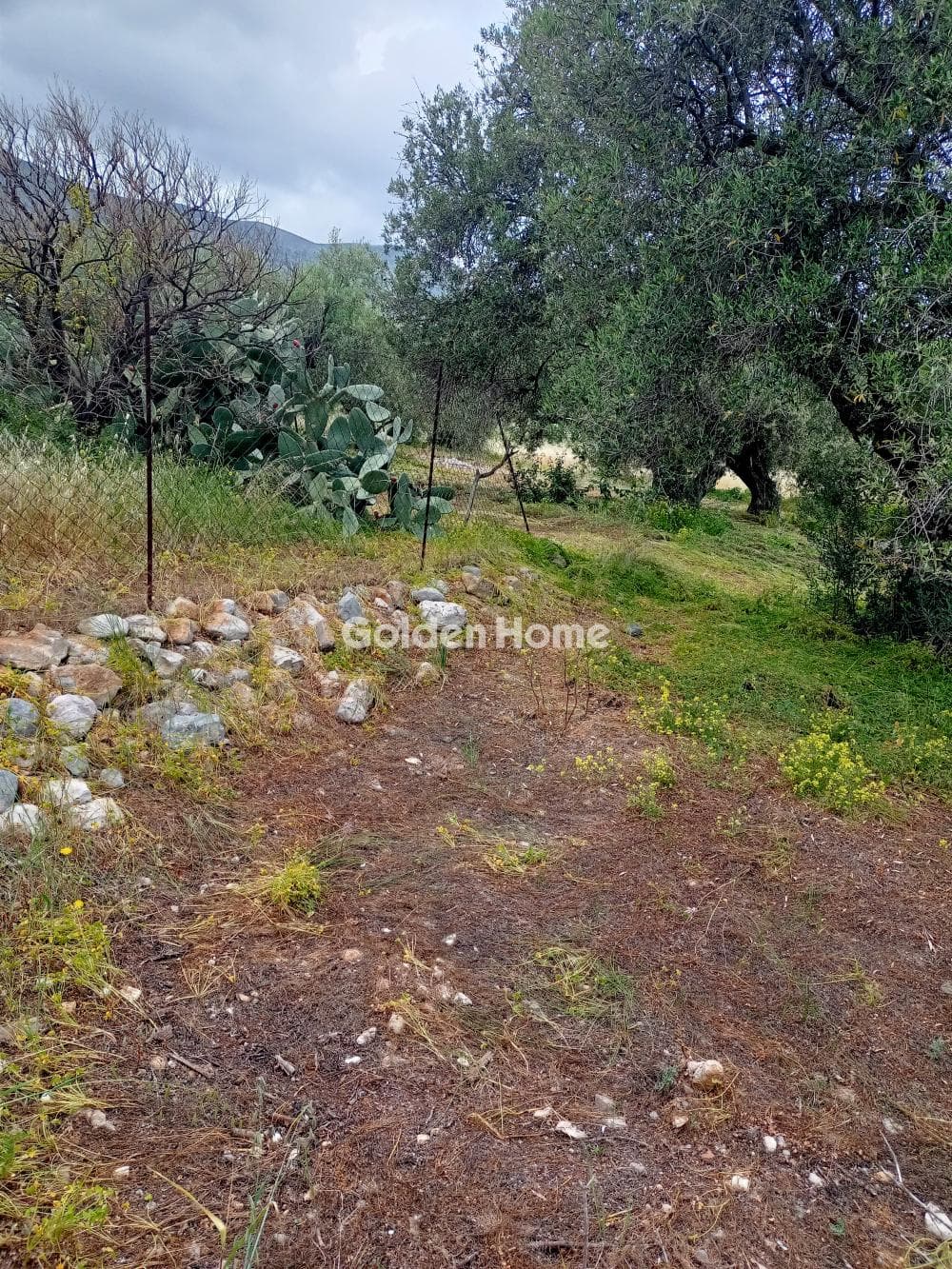 Parcel in Kappariana, Moires — Photo 3 of 3