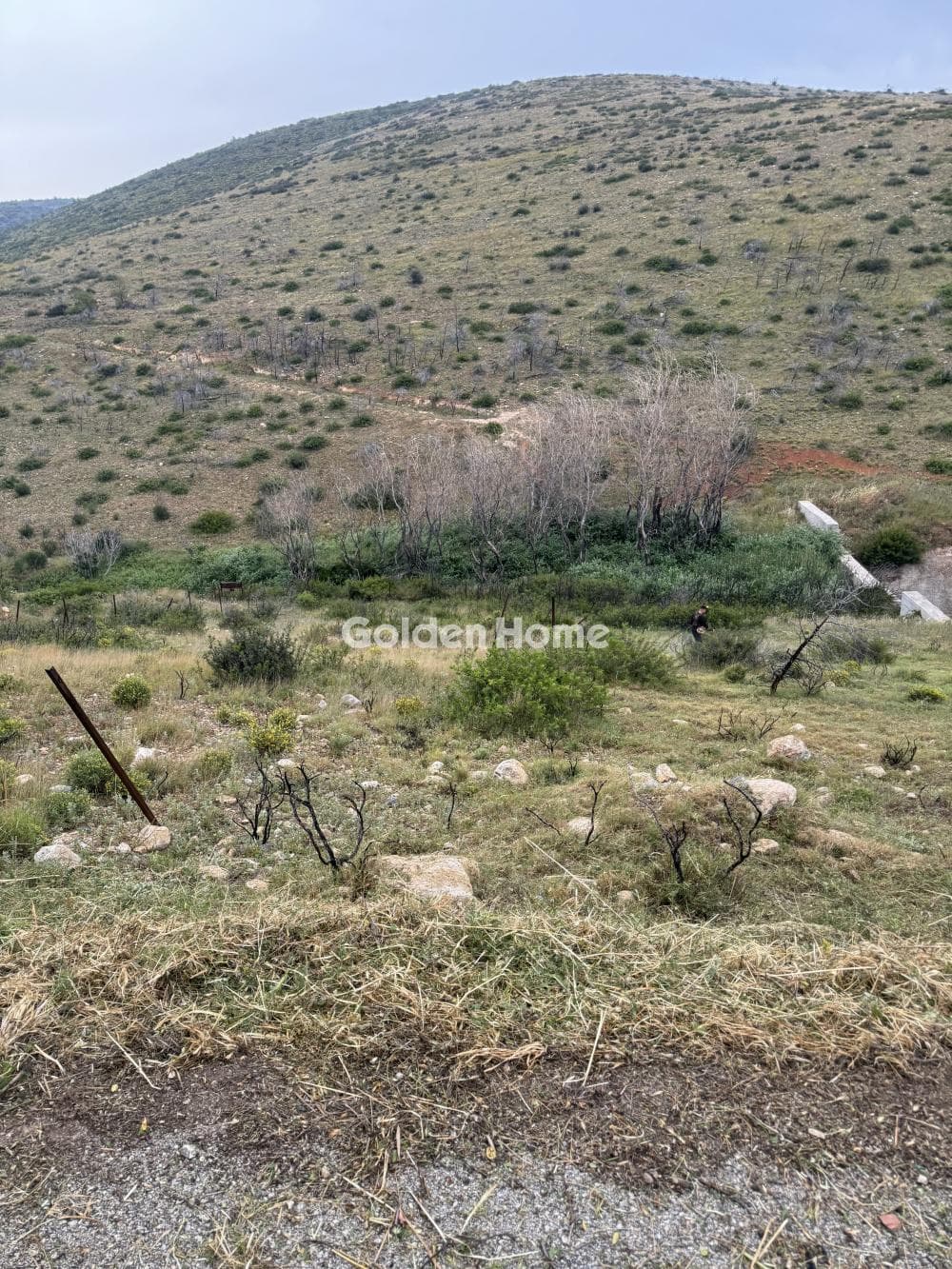 Αγροτεμάχιο στην Ανθούσα, Ανθούσα — Φωτογραφία 3 από 5