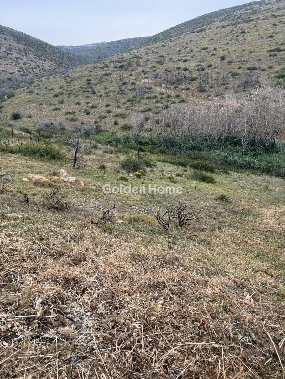 Αγροτεμάχιο στην Ανθούσα, Ανθούσα — Φωτογραφία 4 από 5