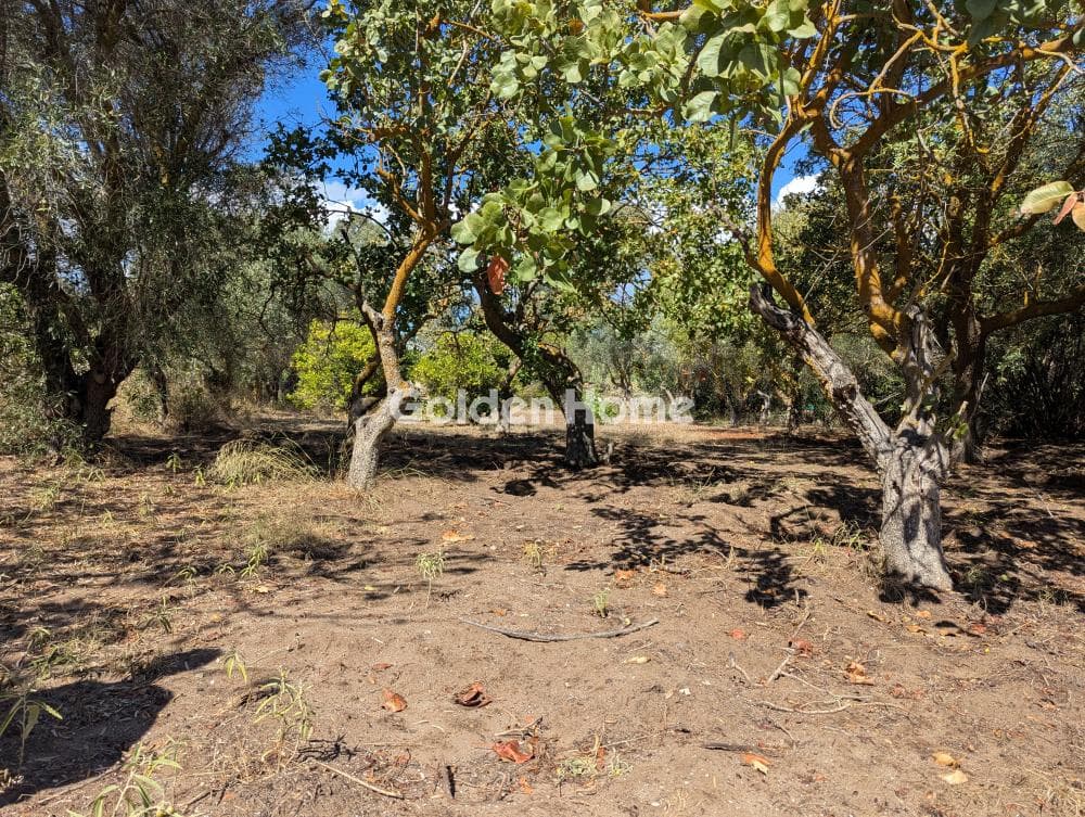 Αγροτεμάχιο στην Άγιος Παντελεήμονας, Νέα Μάκρη — Φωτογραφία 14 από 16
