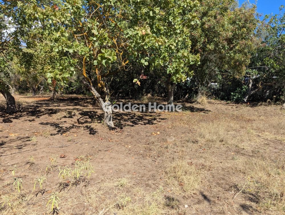 Αγροτεμάχιο στην Άγιος Παντελεήμονας, Νέα Μάκρη — Φωτογραφία 15 από 16