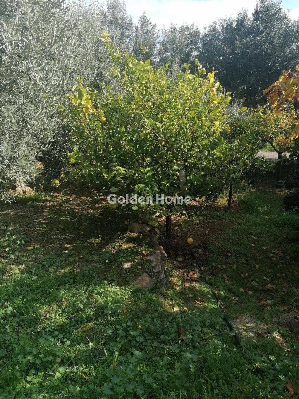 House in Kallithea, Penteli — Photo 12 of 16