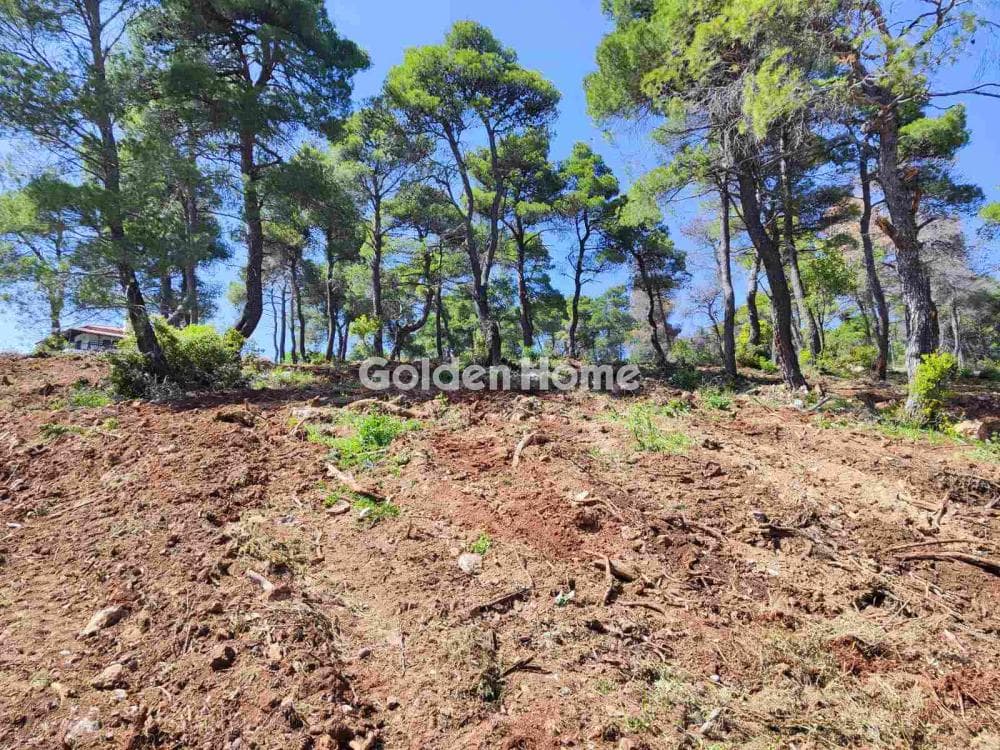 Οικόπεδο στην Αγία Τριάδα, Αφίδνες — Φωτογραφία 6 από 10