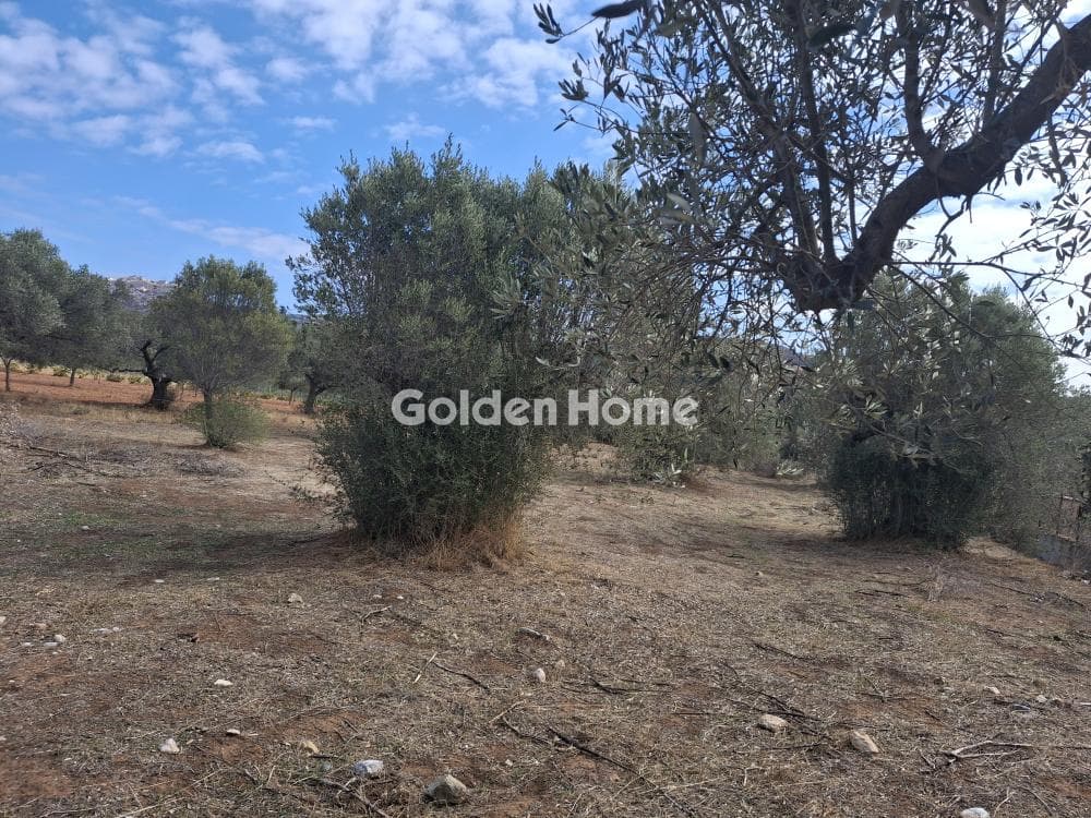Αγροτεμάχιο στην Αρί, Ανάβυσσος — Φωτογραφία 1 από 2