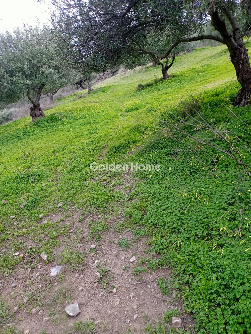 Building Plot in Kouses, Moires — Photo 7 of 7