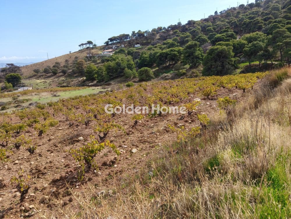 Building Plot in Plaka, Keratea — Photo 3 of 6