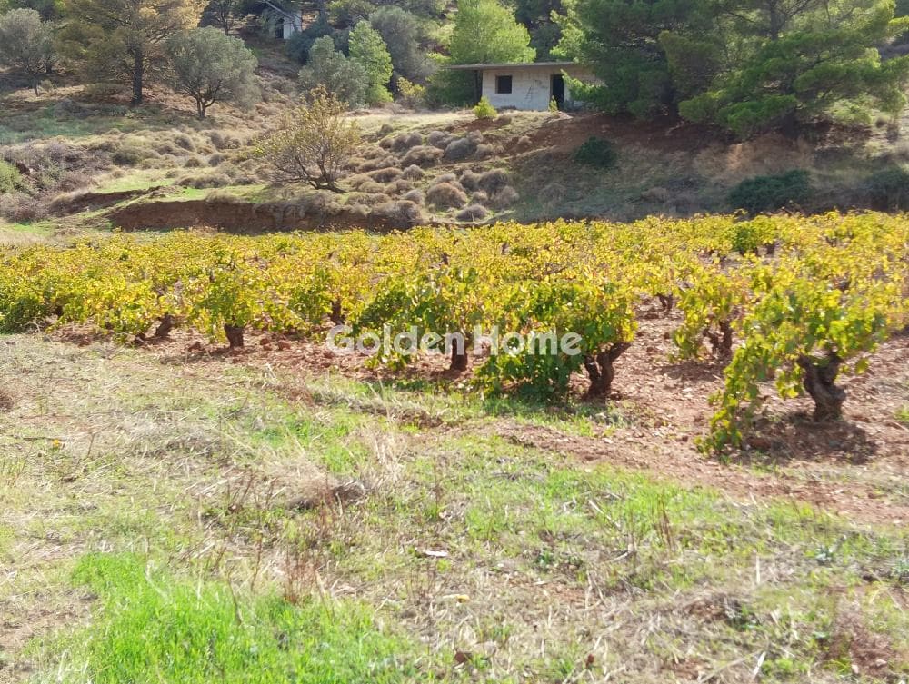Building Plot in Plaka, Keratea — Photo 4 of 7