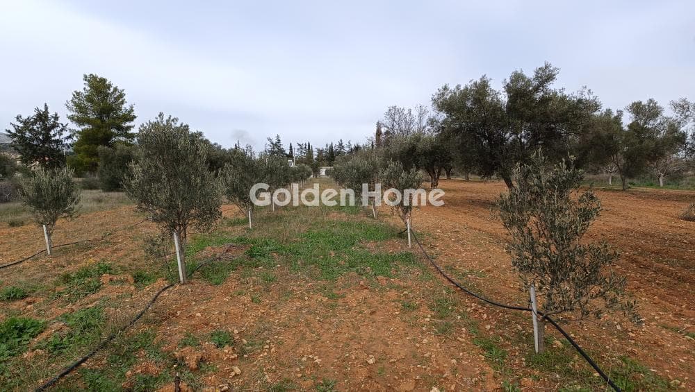 Parcel in Center, Koropi — Photo 1 of 7