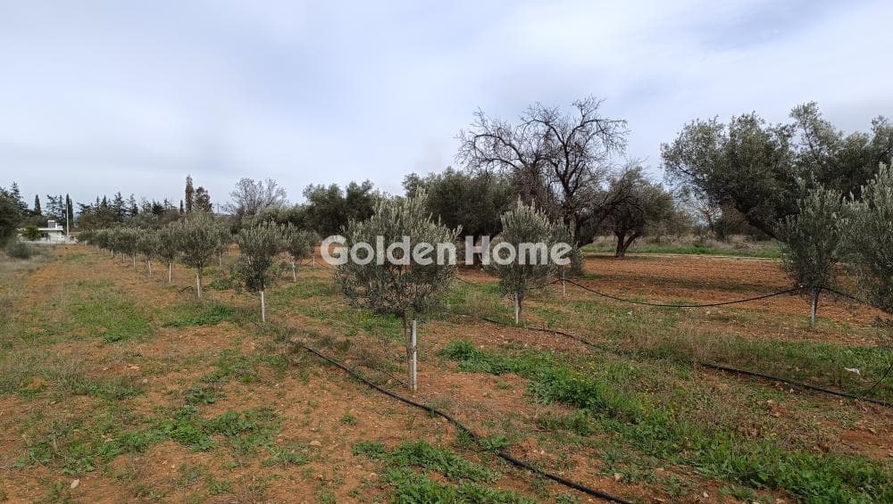 Parcel in Center, Koropi — Photo 4 of 7