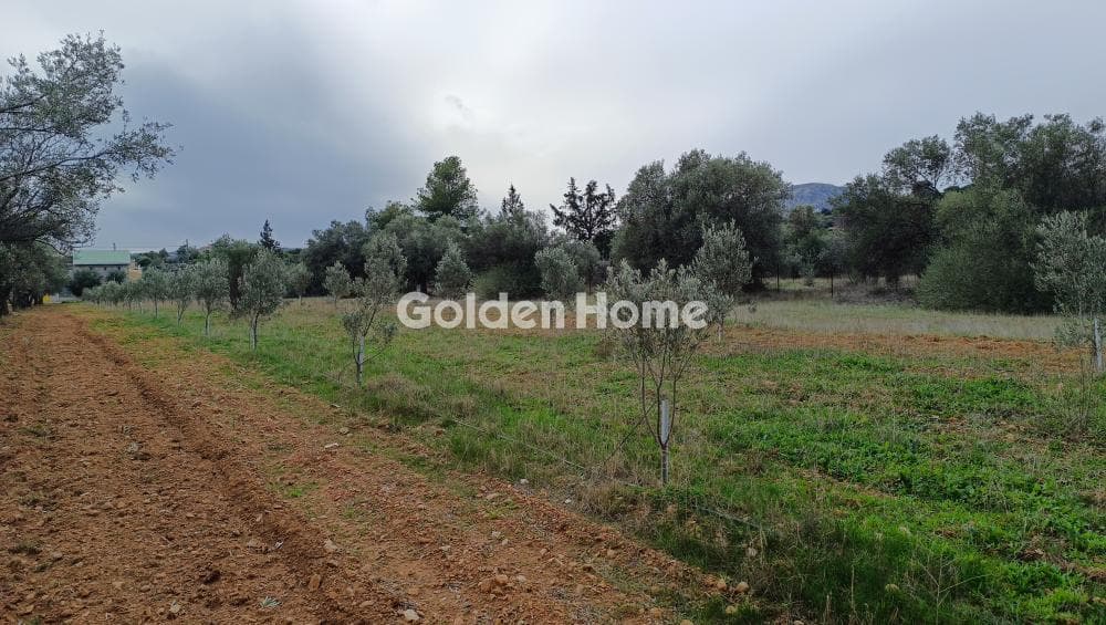 Parcel in Center, Koropi — Photo 5 of 7