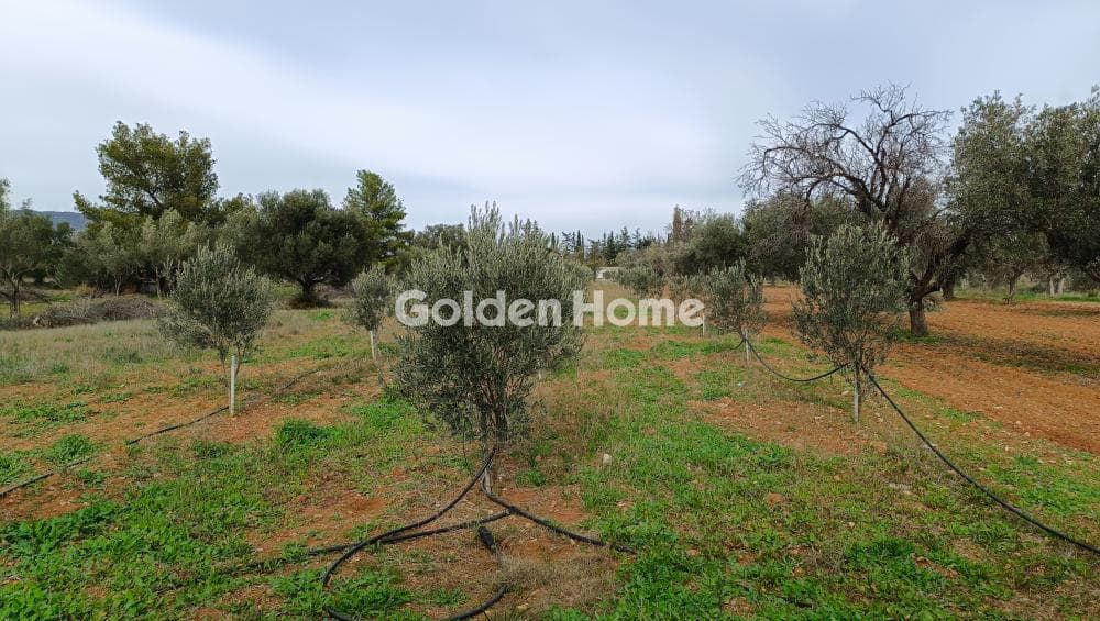 Parcel in Center, Koropi — Photo 6 of 7
