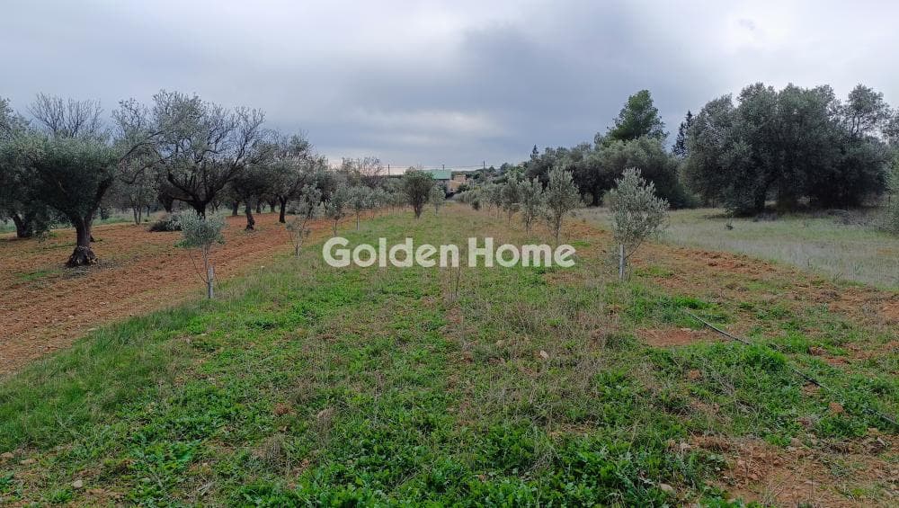 Parcel in Center, Koropi — Photo 7 of 7