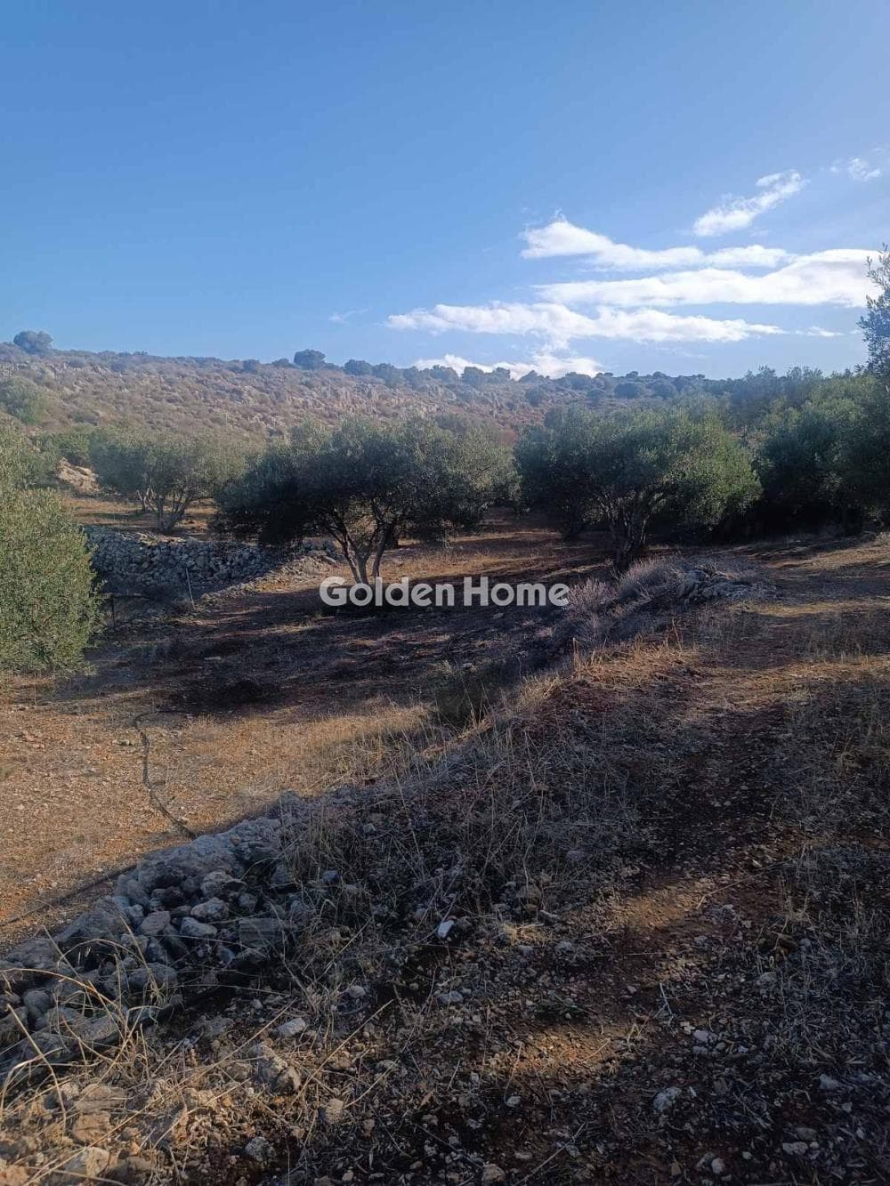 Αγροτεμάχιο στην Κέντρο, Γούβες — Φωτογραφία 4 από 5