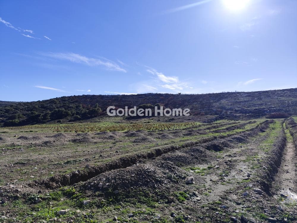 Parcel in Venio Daskaleiou, Keratea — Photo 3 of 3