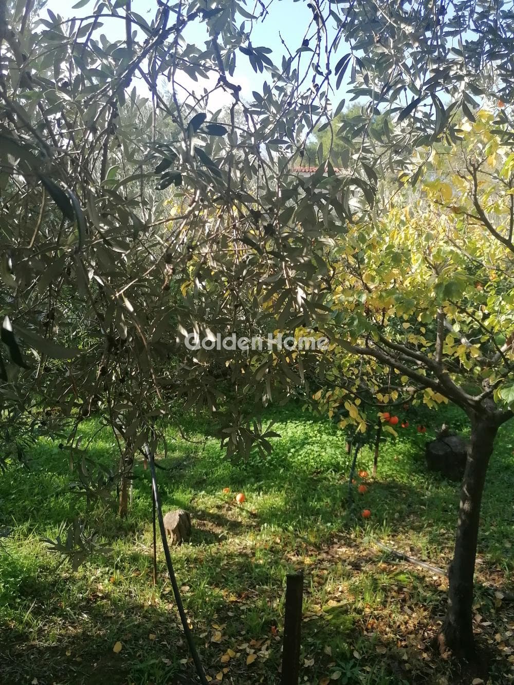 Οικόπεδο στην Καλλιθέα, Πεντέλη — Φωτογραφία 4 από 17
