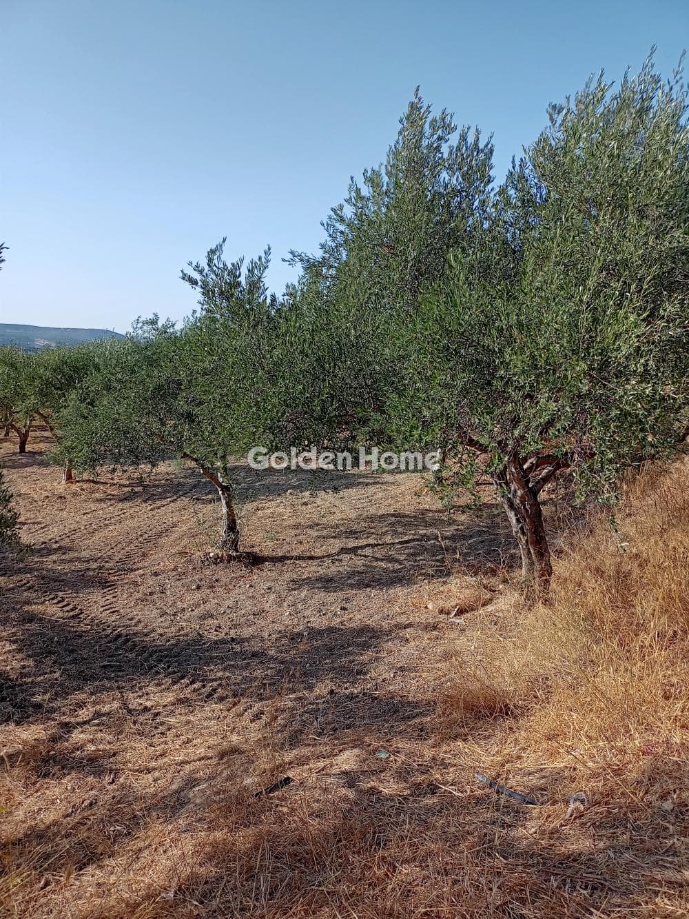 Parcel in Apolichnos, Moires